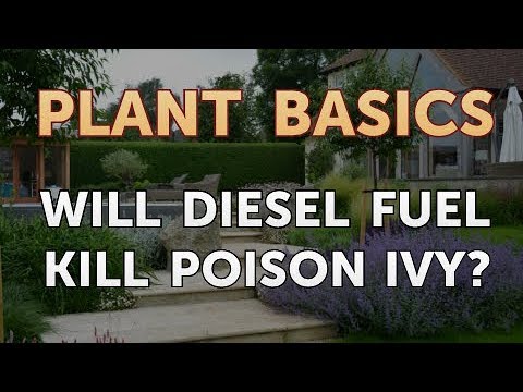 How to Dry an Overwatered Plant