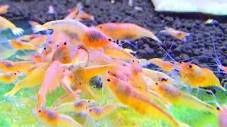 Caridina sp.Red Bolt
