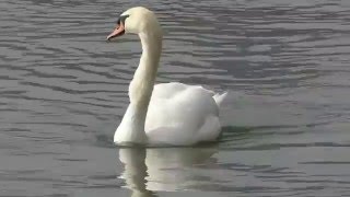 Schwan abgetaucht am Bodensee bei Konstanz