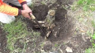 HOW TO REMOVE A TREE STUMP