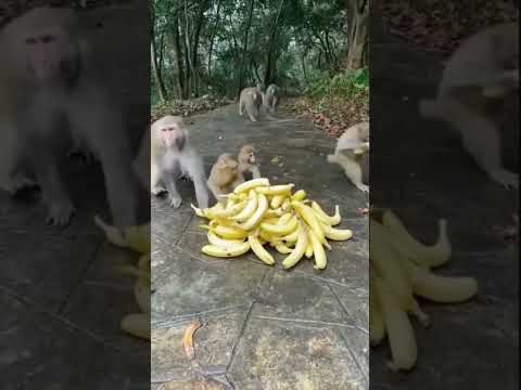 MACACOS ESPERTOS #shorts