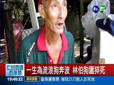 "林伯狗園"主人驟逝 200狗恐斷糧