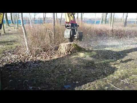 Baumpflege- und Rodungsarbeiten - 1