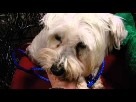 Tessie, an adopted West Highland White Terrier / Westie Mix in Houston, TX_image-1