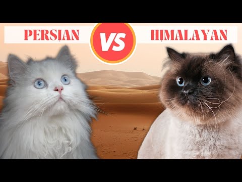 Persian vs Himalayan Cat: What’s the Difference?