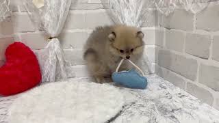 ポメラニアンの動画02