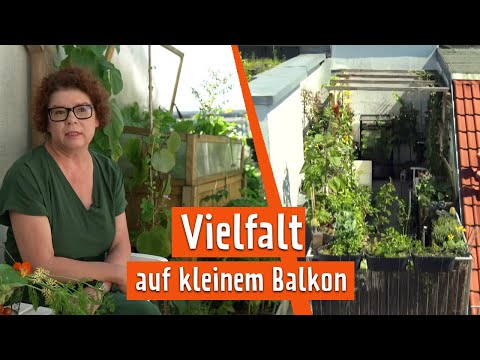 Diversität auf dem Balkon | MDR Garten
