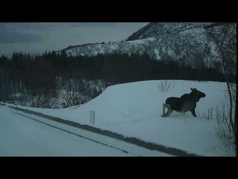 Wildlife safari 14 02 2019