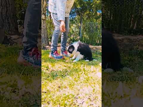 Border Collie Welpe kaufen