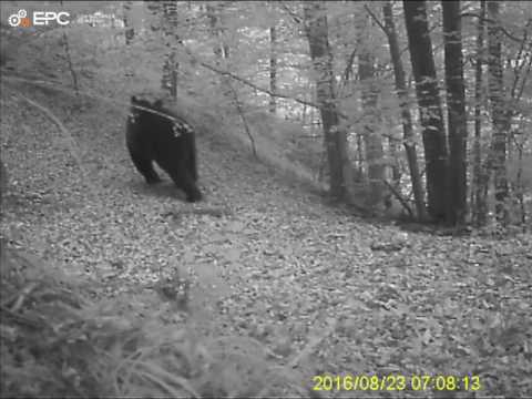 Captura camera urs Valea Oltului