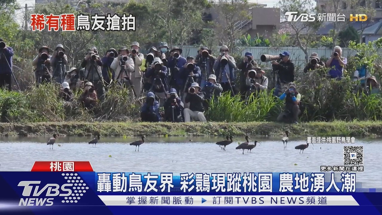 影音/桃園農地驚現11隻彩䴉!鳥友扛大砲搶拍 擠爆農地小路