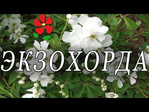 Экзохорда