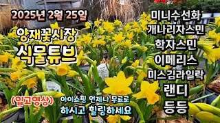 공기는 좀 차갑지만 그래도 봄기운이 느껴지려는 오늘 양재꽃시장 식물튜브에서 어떤 식물들이 입고되었는지 시청 …