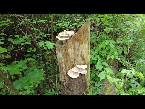 Szlovák Paradicsom Cingov Tamásfalvi kilátó Kolostor szurdok Cingov 4K