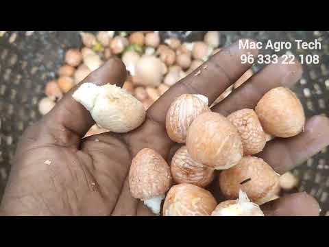 Y6 Gear Box Arecanut Dehusker Peeling Machine, For Agriculture