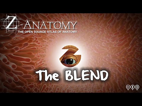 Z-Anatomy video