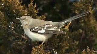 Mockingbird Song Serenade