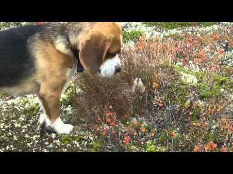 Beagle and lemmings