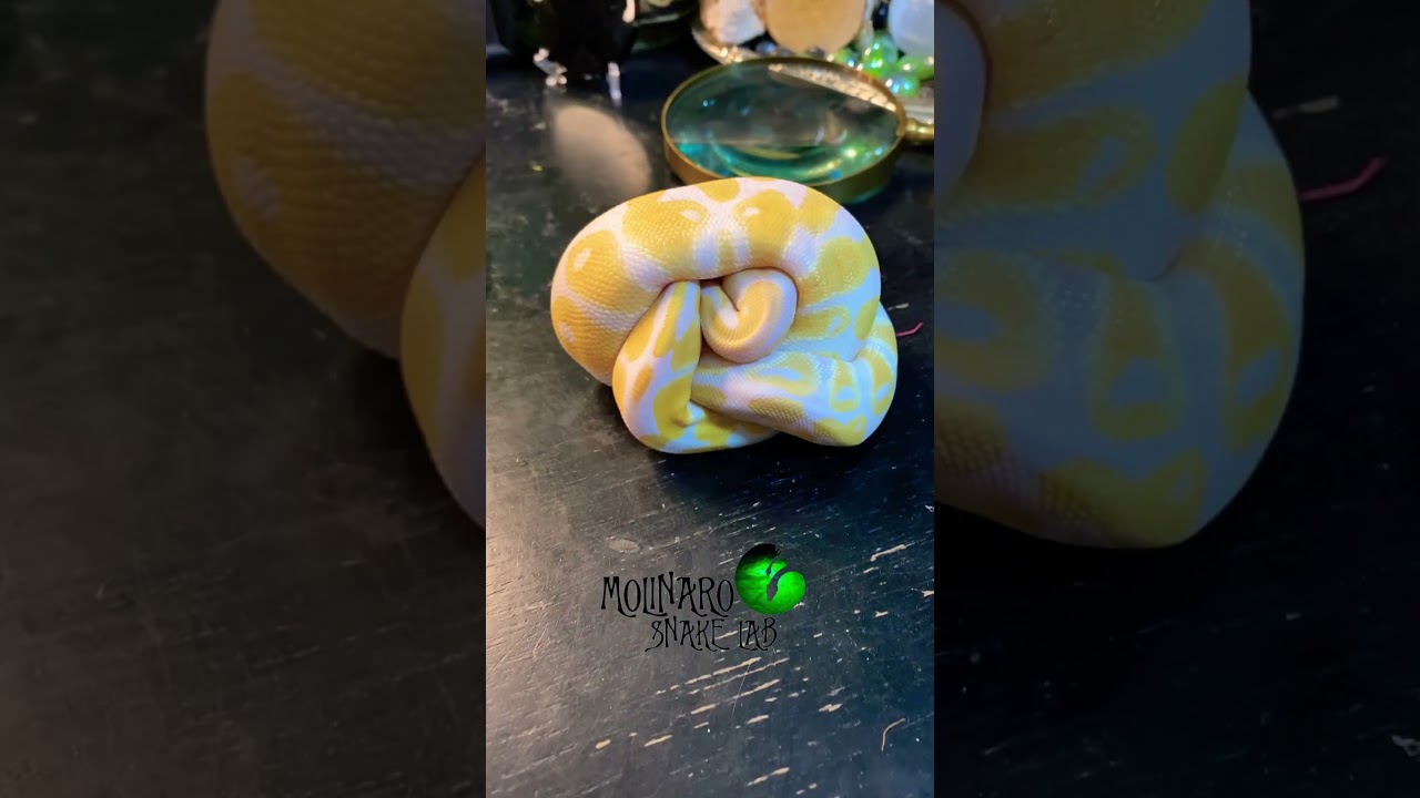 🐍Albino ball python!🧪 #molinarosnakelab #royalpython #ballpython #snakebreeder #reptiles #albino