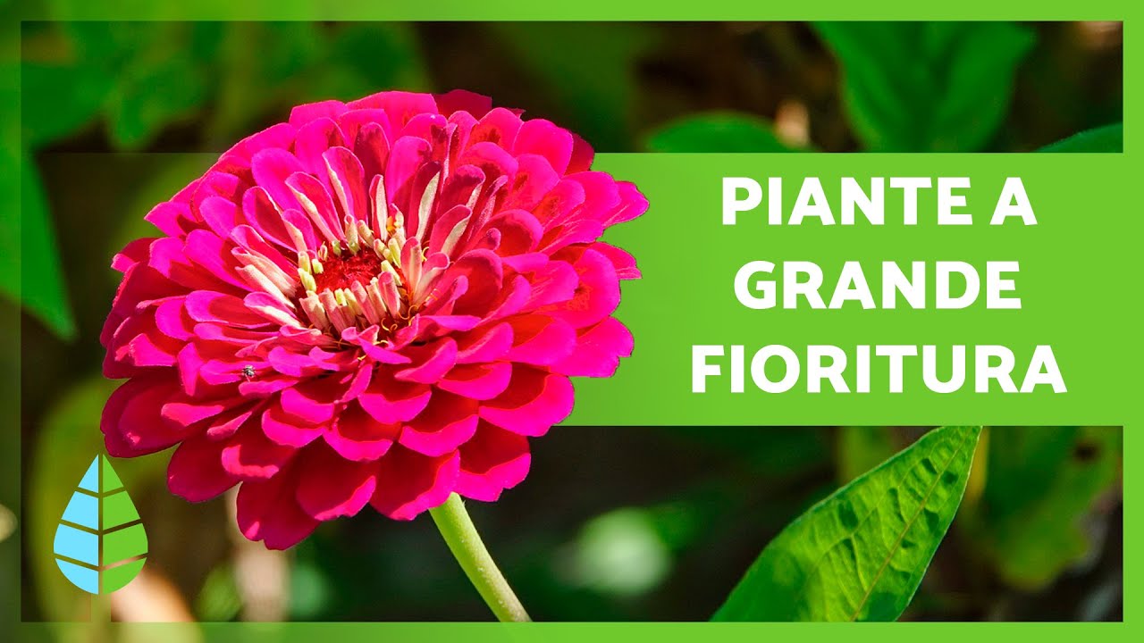 Watch Now 10 PIANTE con GRANDI FIORI per la tua CASA 🌸🌺 (Interno ed Esterno) 10 PIANTE con GRANDI FIORI per la tua CASA 🌸🌺 (Interno ed Esterno)