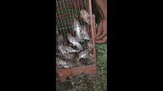 Download lagu Panen burung emprit terus dibakar | Sarakan Present mp3