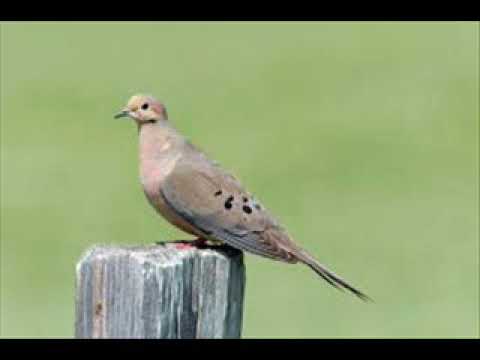 Wings Of A  Dove   Ferlin Huskey Stereo 1961