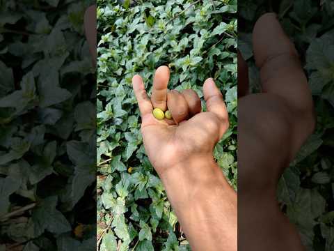 🪲😲the largest shiny beetle I have ever found of itskind#insects#nature# beautifulinsects#p1183