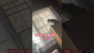 祖母宅の盆菓子を落とすのに成功したもじゅ氏 #shorts #猫 #お盆 #動物