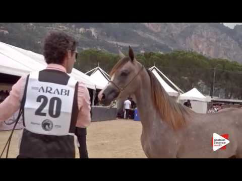 N.20 FIRE PRINCESS - Menton 2016 - Yearling Fillies (Class 1B)