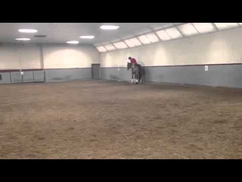 Lance- 3 yr old Draft cross, reg American WB~ SOLD!