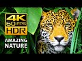 AMAZING COLORS OF NATURE IN 4K HDR 60FPS - TROPICAL ANIMALS AND RELAXI ..