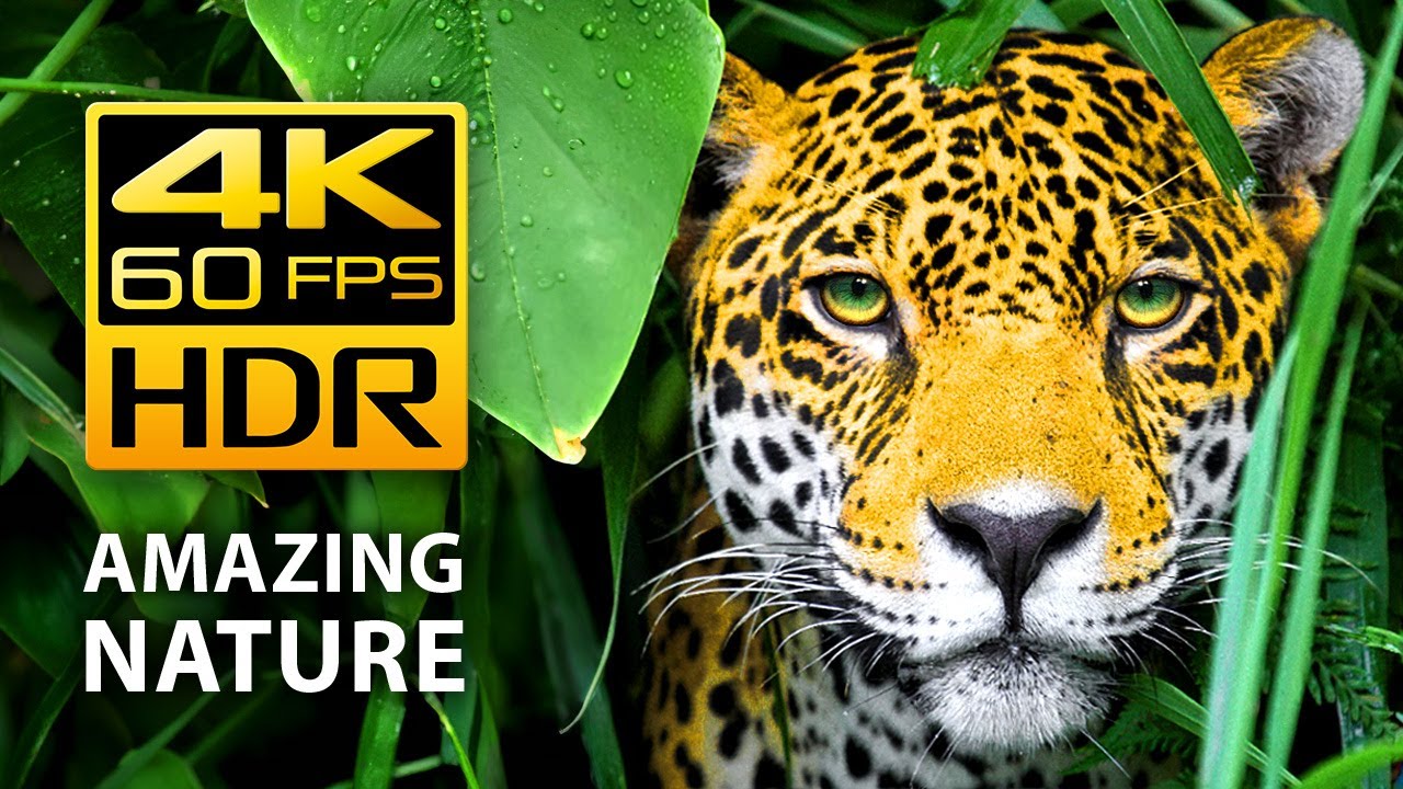 Amazing Colors of Nature in 4K HDR 60fps - Tropical Animals and Relaxing Music