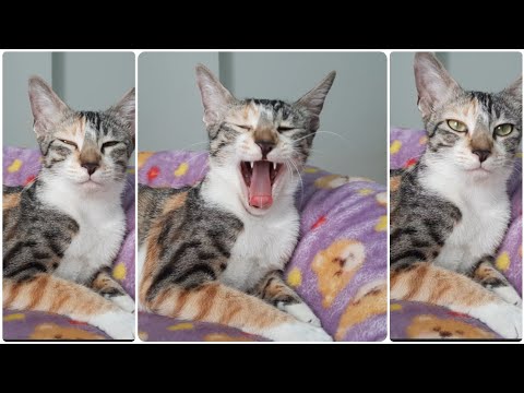 Bhot nind aa rahi hai 🥱 | chutki #cat #sleep