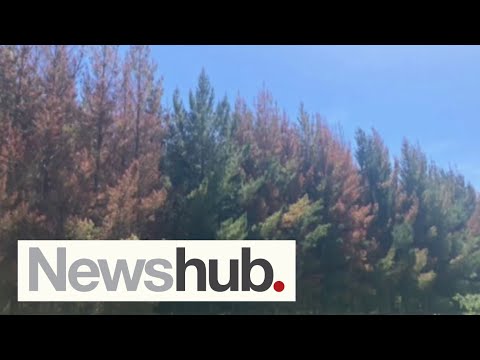 'It's just beyond belief': Mystery in Tuatapere as more than 200 trees poisoned | Newshub