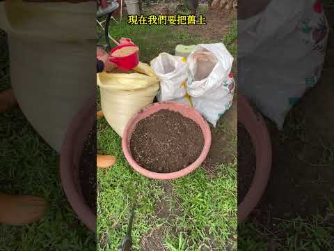把盆栽舊土變新土的簡單作法