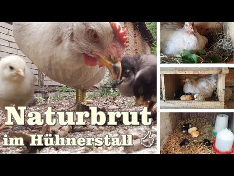 Naturbrut im Hühnerstall    Gartentipp Juli 0704