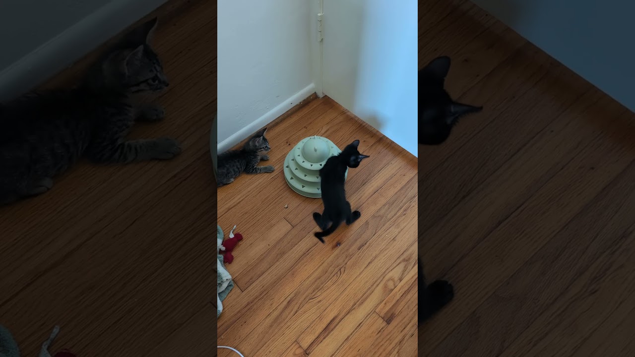 Enlarge Bluebell, a Adopted Domestic Short Hair in Los Angeles, CA video 5/5