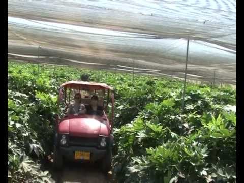 Gafni Farms, Israel - Israel's Leading Farm in the Area of Waxflower and Phlox