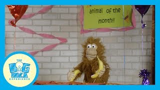 Adventures with Artie: Contentment