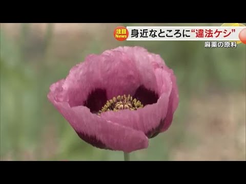 旧北極圏: 学名別の胞子植物 (G)について詳しく解説