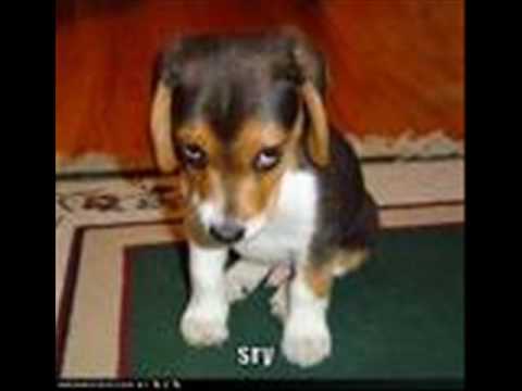 animals!! (albina avdija and taylor swift)