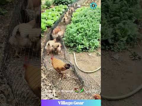 Chicken Subway System?! 🐔🚇 This Garden Hack is Next Level! #chickens #diy #gardening #funny