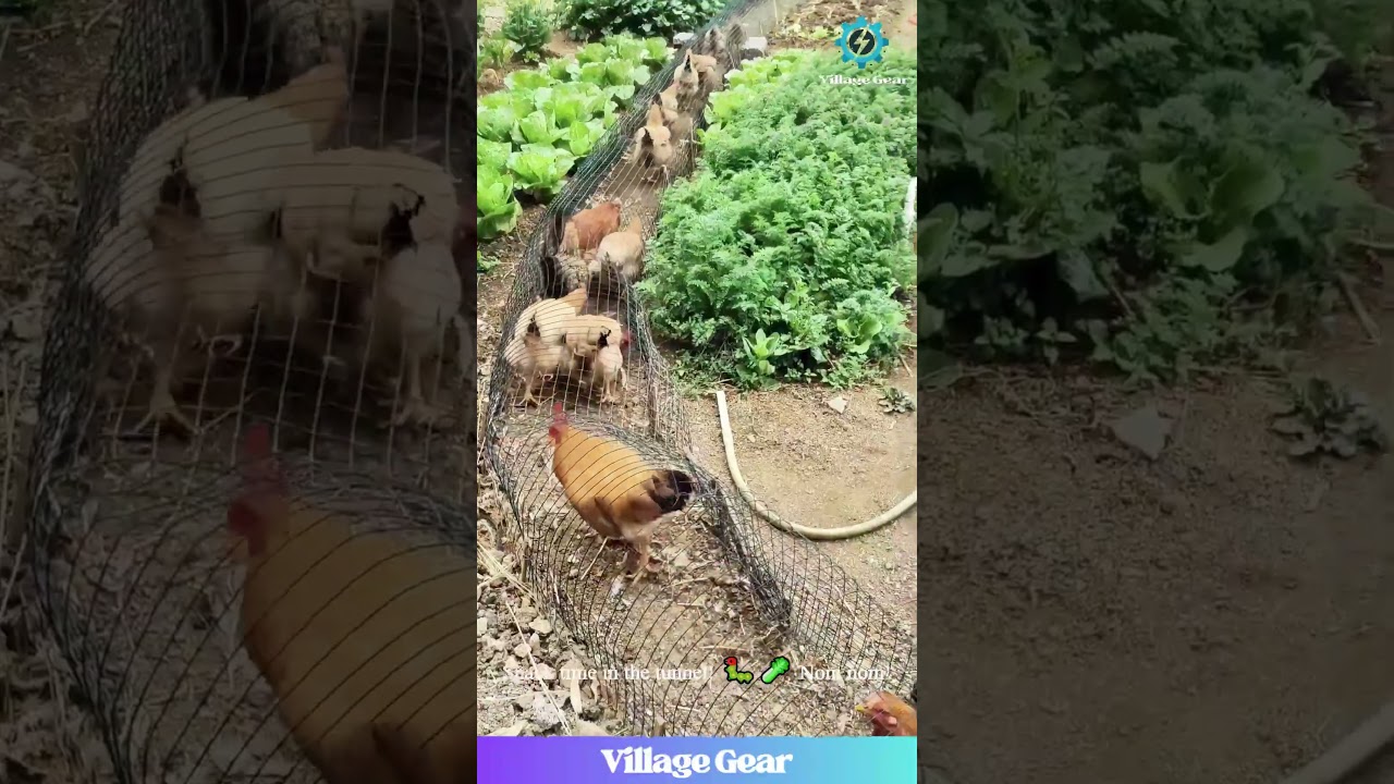 Chicken Subway System?! 🐔🚇 This Garden Hack is Next Level! #chickens #diy #gardening #funny