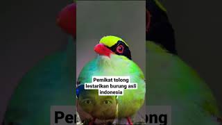 Download lagu Burung cucak keling di alam #shorts #burung mp3
