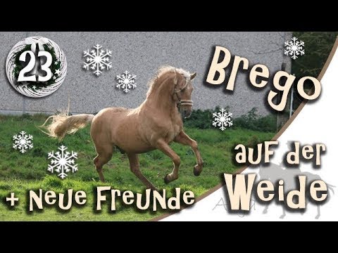 Tür 23: Brego lernt seine neuen Freunde auf der Weide kennen