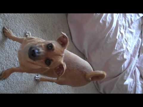 YouTube video about: How to protect air mattress from dog?