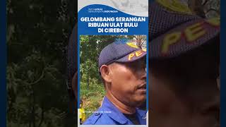 Diduga Dipicu Adanya Pohon Jati, Ribuan Ulat Bulu Meresahkan Warga Cirebon yang Hendak Beraktivitas