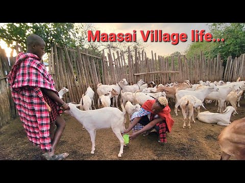 Typical Village life in  Maasai Village