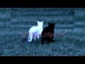 Lil Peep Rainy Bear Nuts Ultra Slowed X Reverb