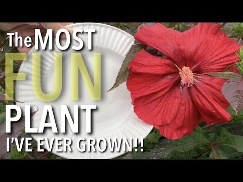 THE MOST FUN Plant I've Ever Grown!!!  Midnight Marvel Hardy Hibiscus